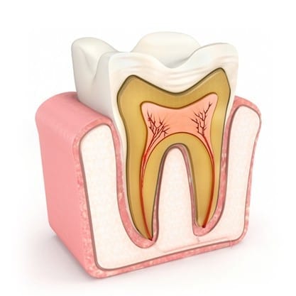 zub - od cega se sastoji zub